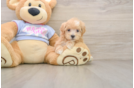 Maltipoo Pup Being Cute