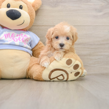 Maltipoo Pup Being Cute