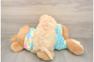Popular Maltipoo Poodle Mix Pup