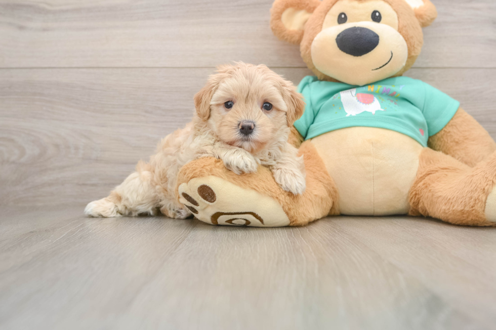 Maltipoo Puppy for Adoption