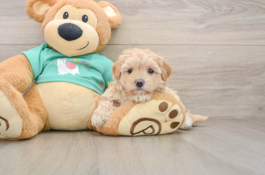 Best Maltipoo Baby