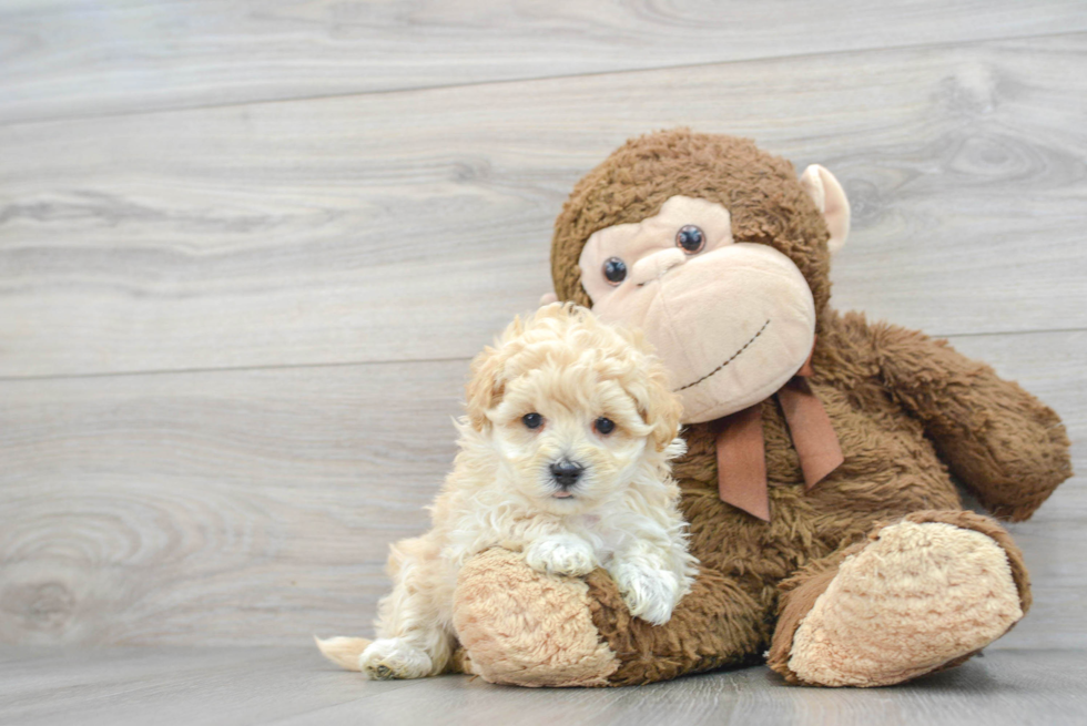 Fluffy Maltipoo Poodle Mix Pup