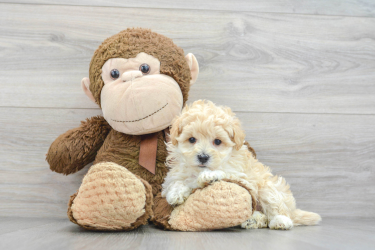 Best Maltipoo Baby