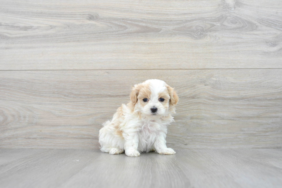 Maltipoo Pup Being Cute