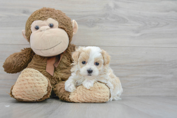 Best Maltipoo Baby