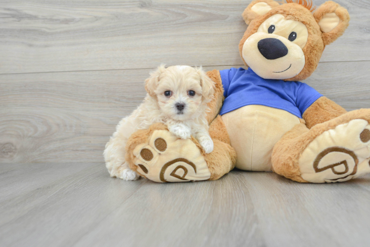 Energetic Maltepoo Poodle Mix Puppy