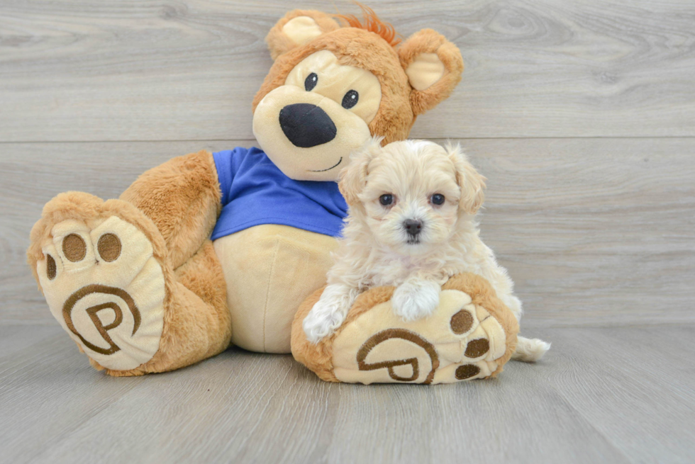 Maltipoo Puppy for Adoption