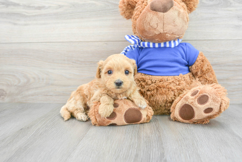 Cute Maltipoo Baby