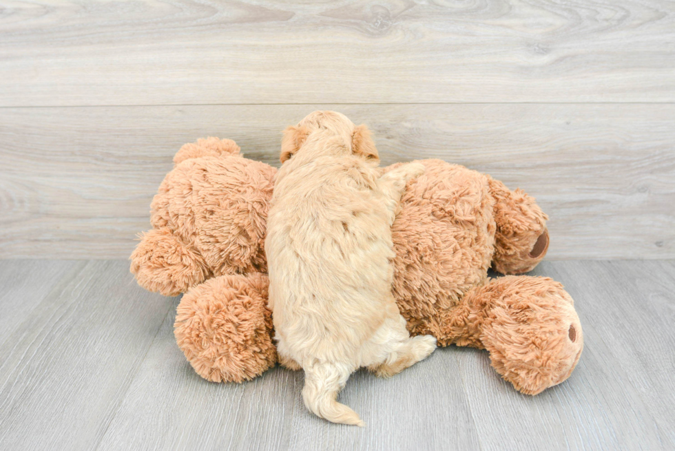 Fluffy Maltipoo Poodle Mix Pup