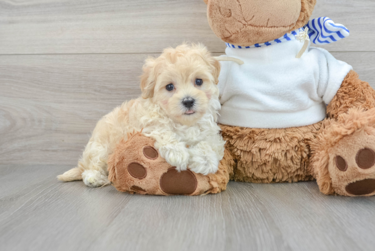 Smart Maltipoo Poodle Mix Pup