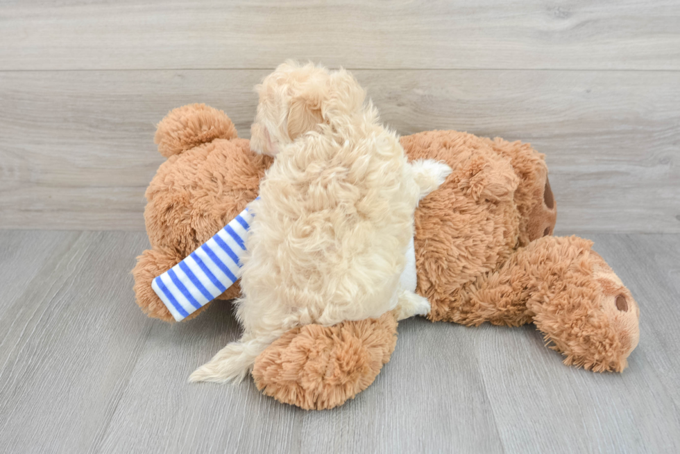 Maltipoo Pup Being Cute