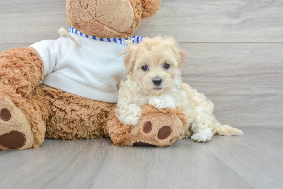 Happy Maltipoo Baby