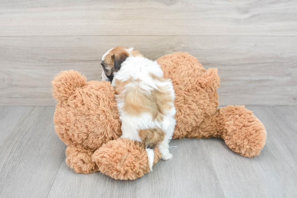 Sweet Maltipoo Baby