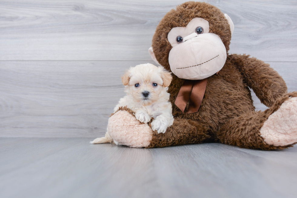 Maltipoo Puppy for Adoption