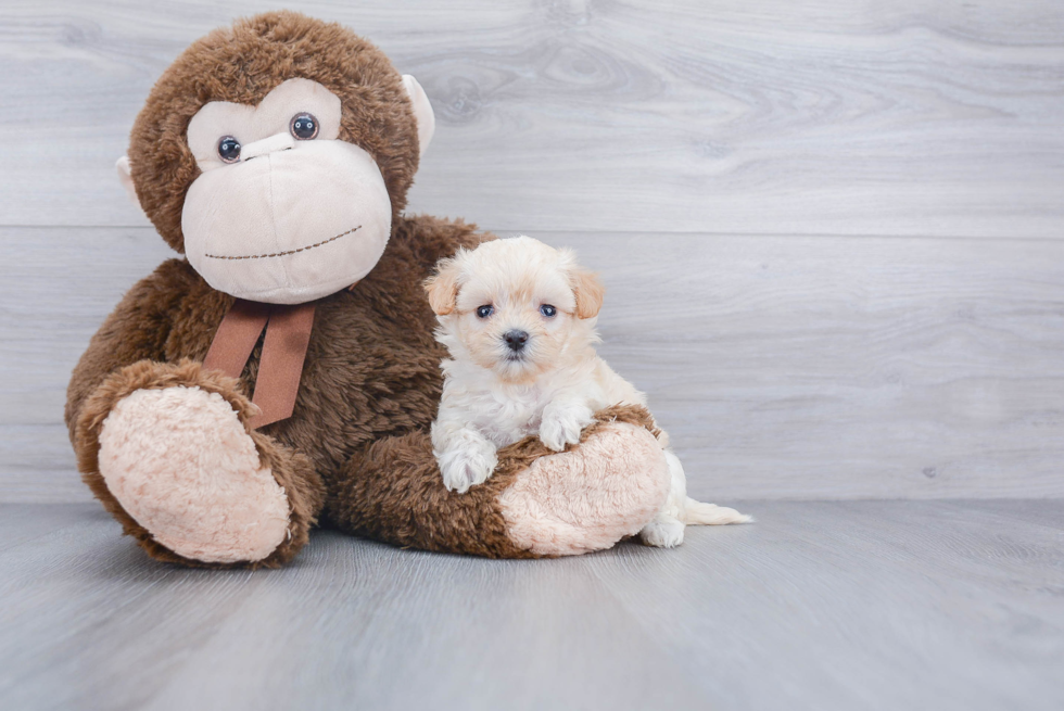 Energetic Maltese Poodle Poodle Mix Puppy