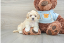 Popular Maltipoo Poodle Mix Pup