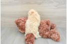 Funny Maltipoo Poodle Mix Pup