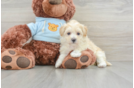 Maltipoo Puppy for Adoption