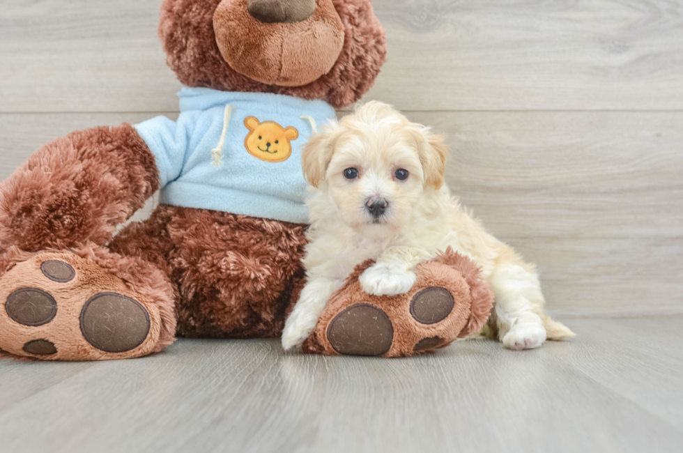 6 week old Maltipoo Puppy For Sale - Premier Pups