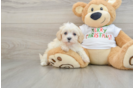 Best Maltipoo Baby