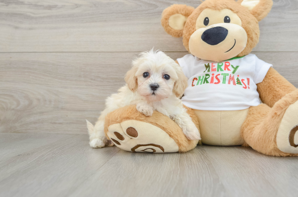 6 week old Maltipoo Puppy For Sale - Premier Pups