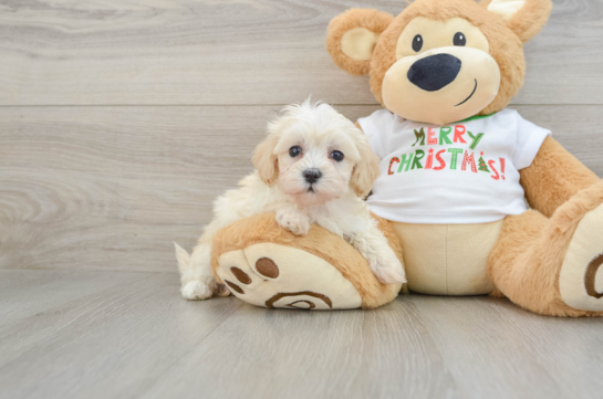 Best Maltipoo Baby