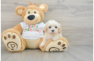 Petite Maltipoo Poodle Mix Pup