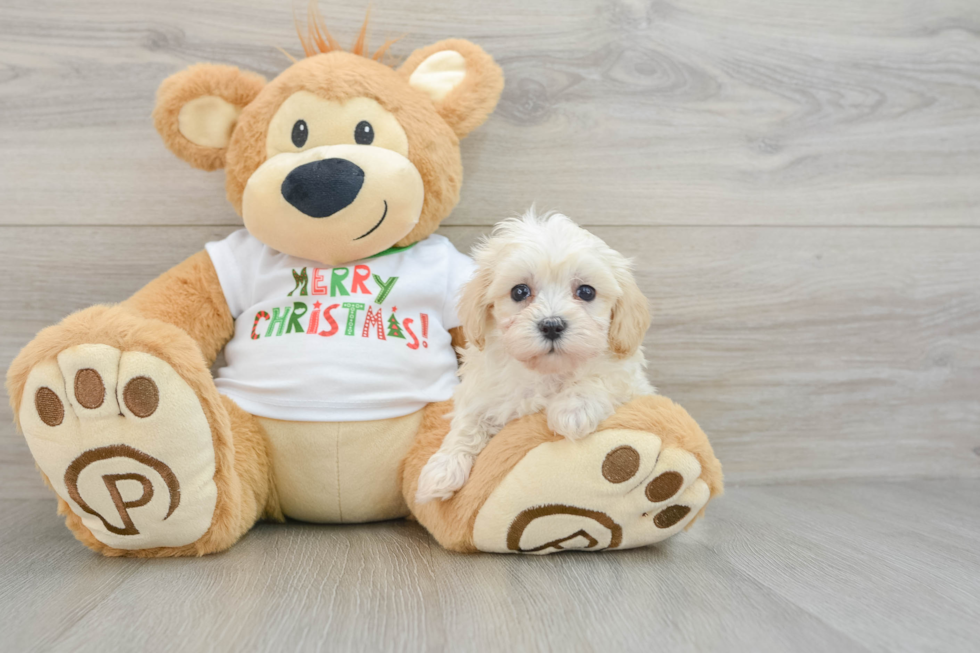 Petite Maltipoo Poodle Mix Pup