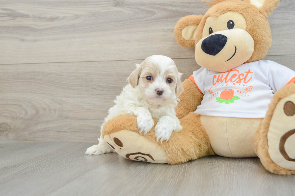 6 week old Maltipoo Puppy For Sale - Premier Pups