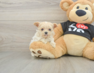 10 week old Maltipoo Puppy For Sale - Premier Pups