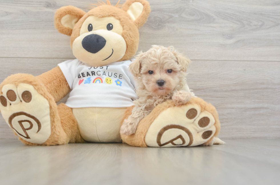 7 week old Maltipoo Puppy For Sale - Premier Pups