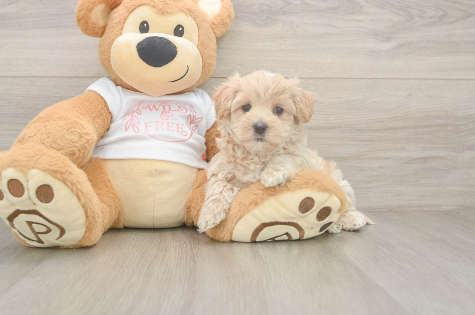 5 week old Maltipoo Puppy For Sale - Premier Pups