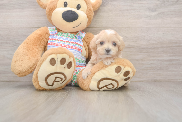 Maltipoo Pup Being Cute