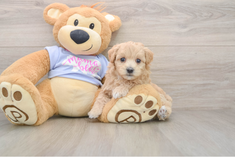 Best Maltipoo Baby