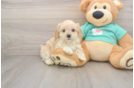 Fluffy Maltipoo Poodle Mix Pup