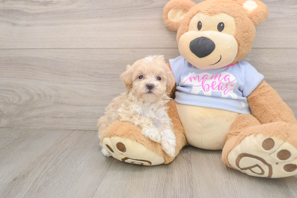 Fluffy Maltipoo Poodle Mix Pup