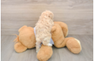 Smart Maltipoo Poodle Mix Pup