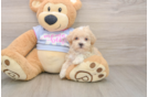 Best Maltipoo Baby