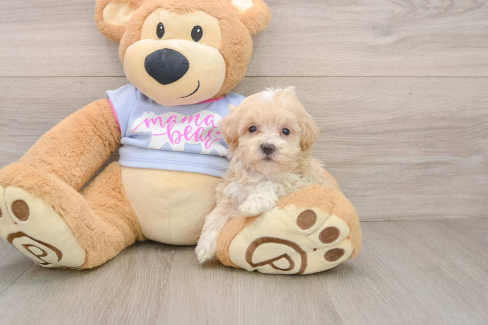 Best Maltipoo Baby