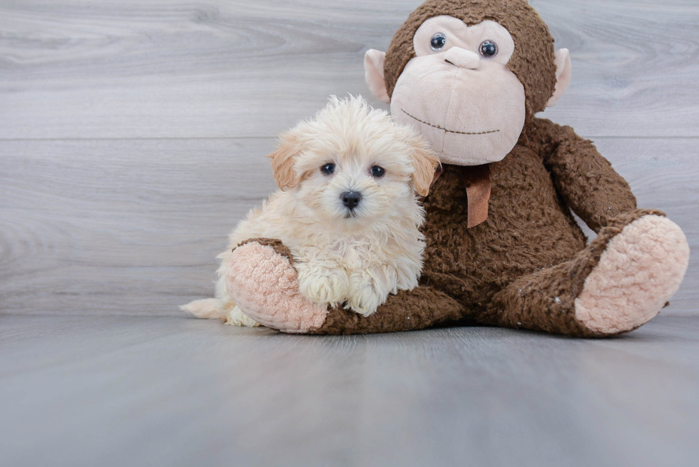 Maltipoo Pup Being Cute