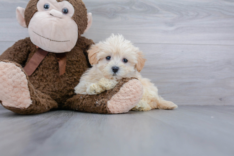 Maltipoo Pup Being Cute