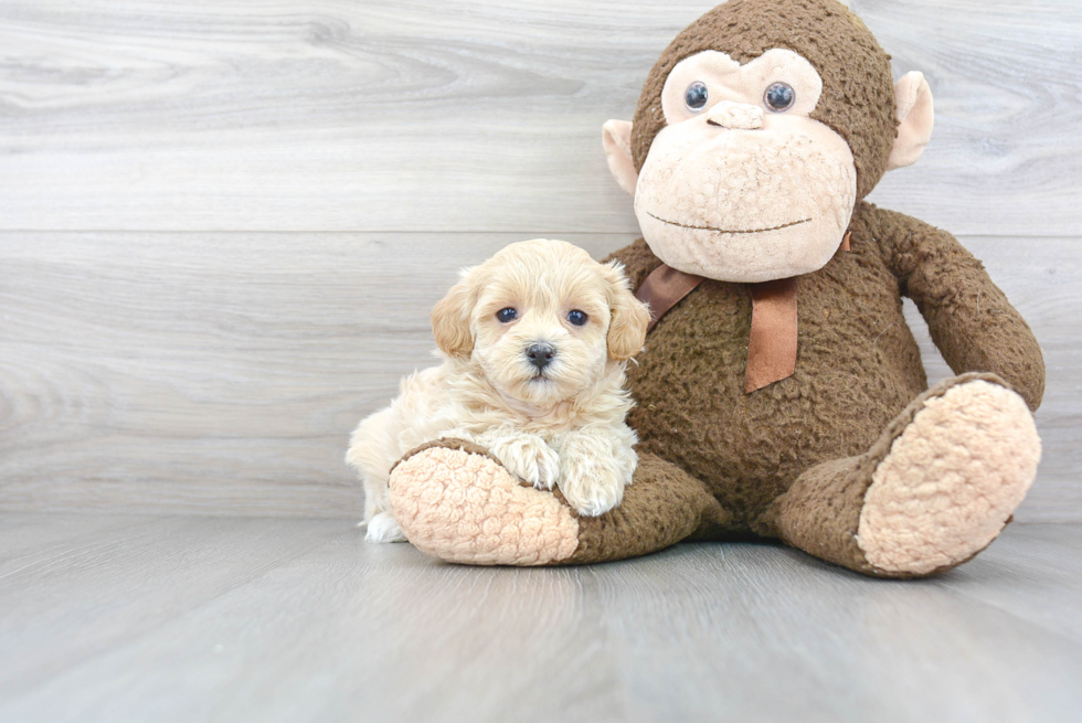 Little Maltepoo Poodle Mix Puppy