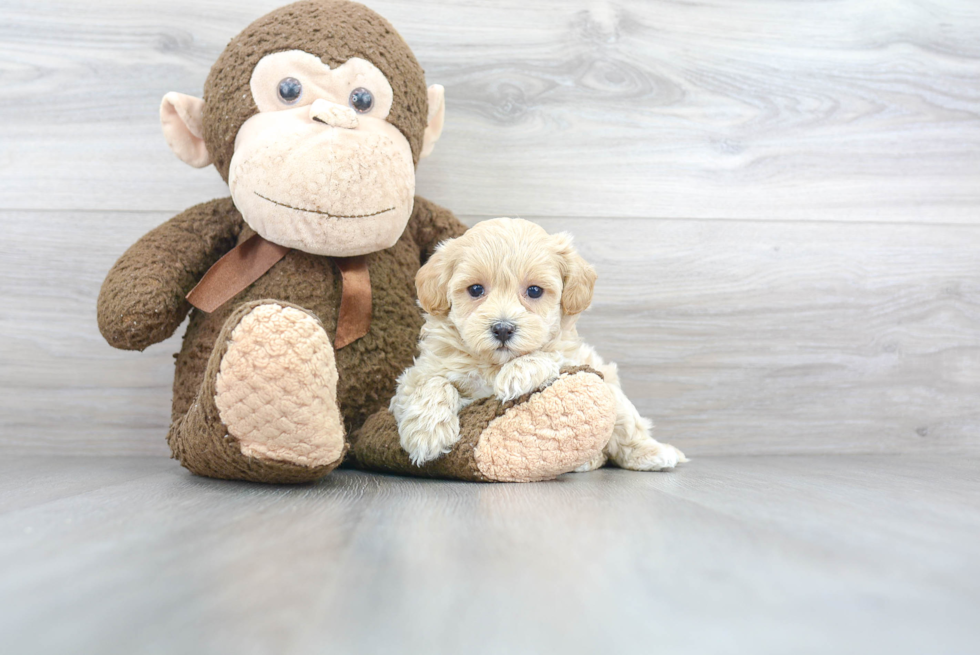 Smart Maltipoo Poodle Mix Pup