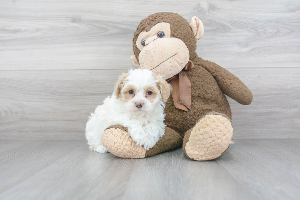 Petite Maltipoo Poodle Mix Pup