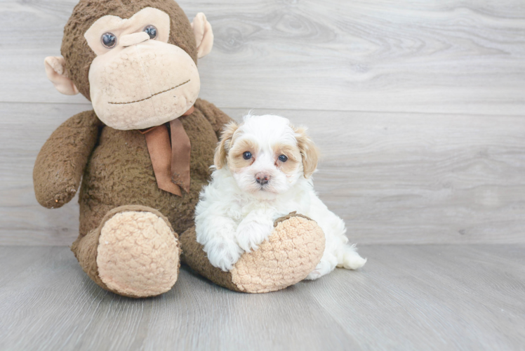 Friendly Maltipoo Baby