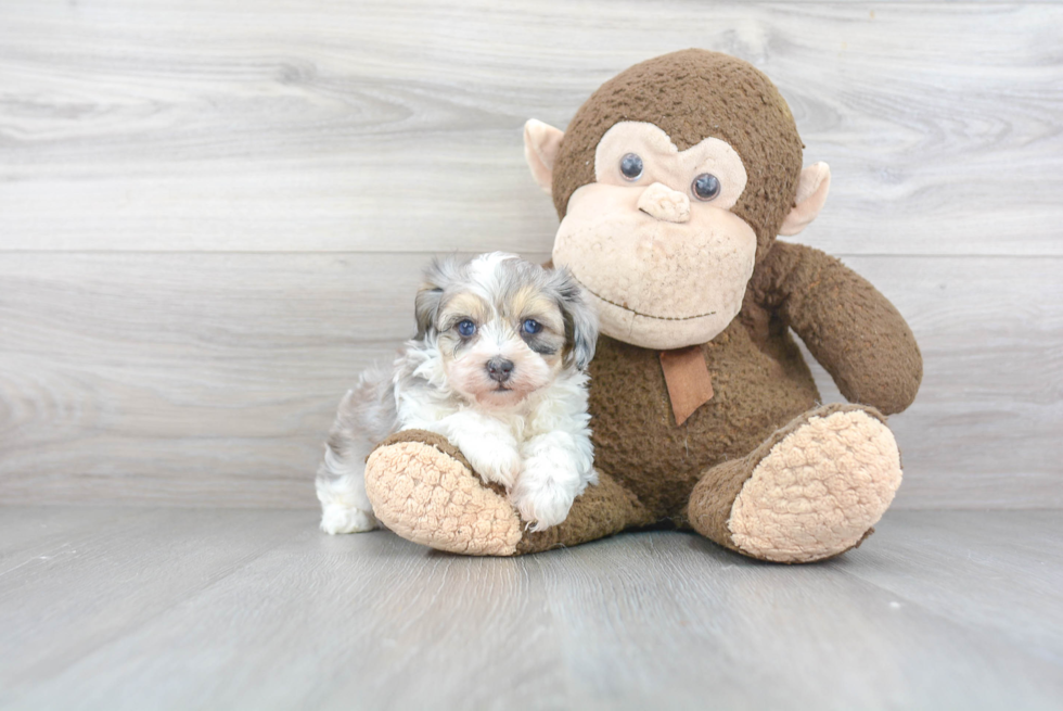 Small Maltipoo Baby