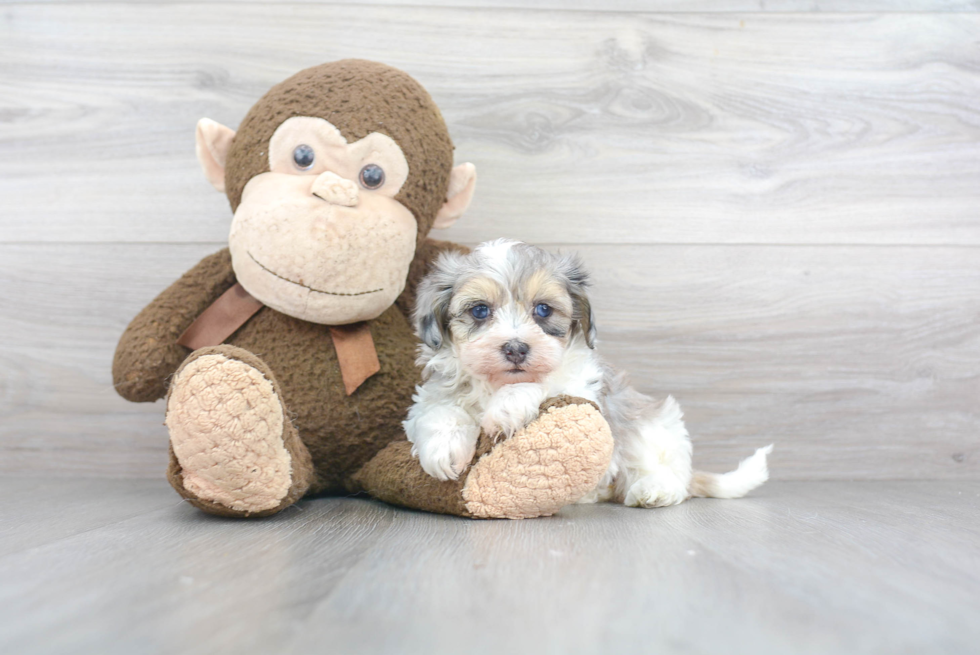 Funny Maltipoo Poodle Mix Pup