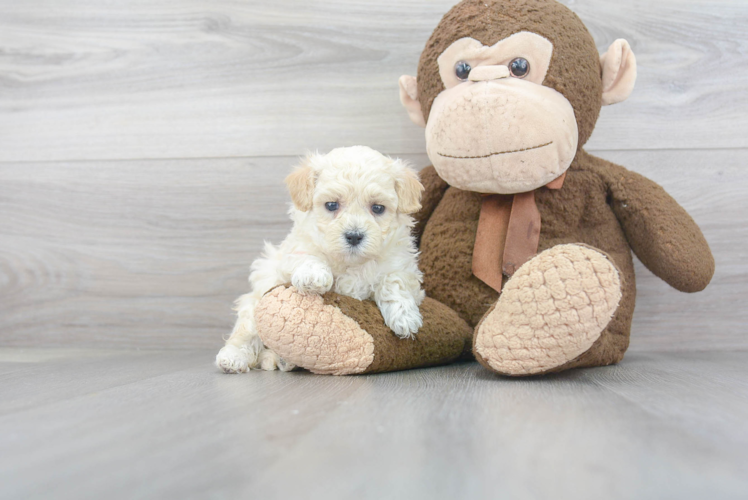 Maltipoo Pup Being Cute