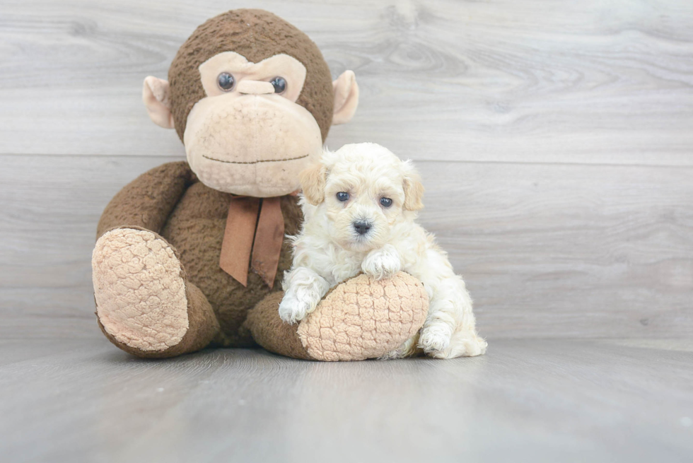 Maltipoo Pup Being Cute