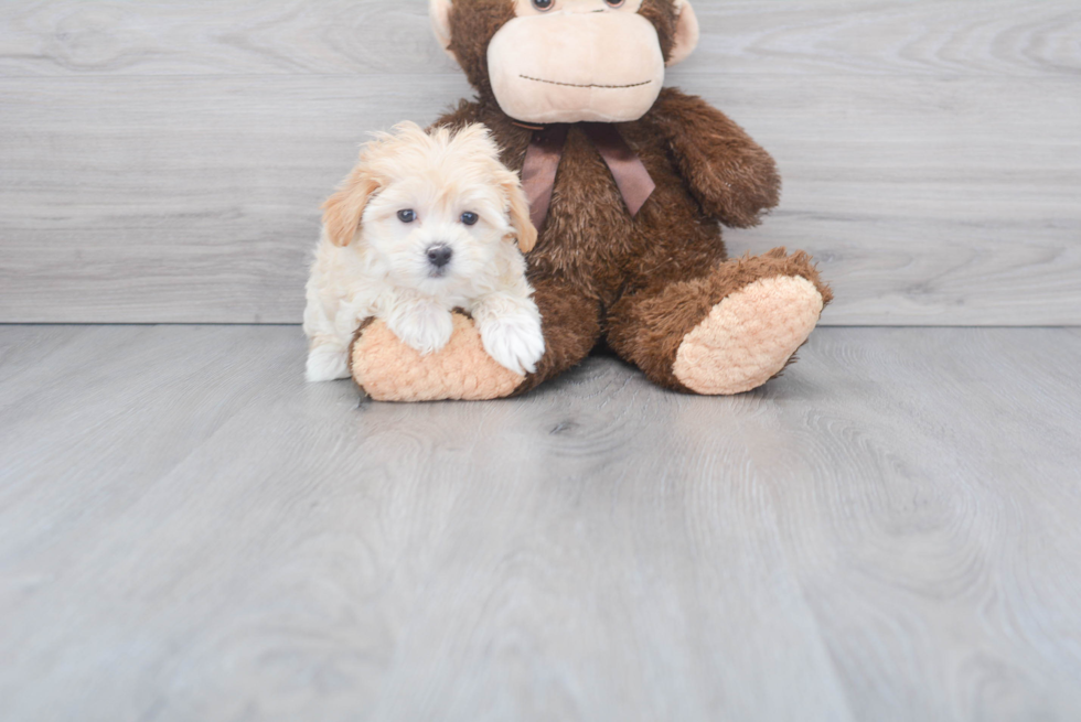Petite Maltipoo Poodle Mix Pup
